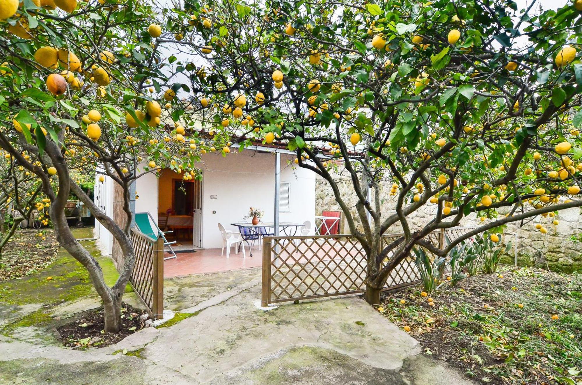 Residence Limoneto Ischia Forio di Ischia Extérieur photo