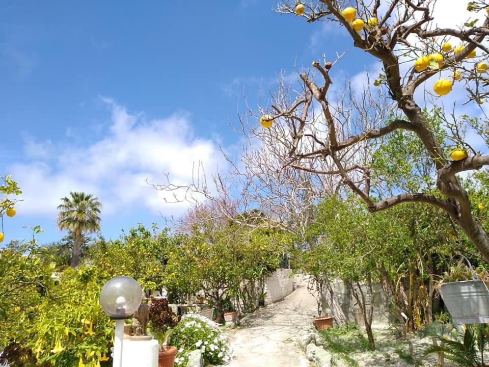 Residence Limoneto Ischia Forio di Ischia Extérieur photo